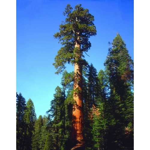 CA, Sierra Nevada Old-growth Sequoia Tree